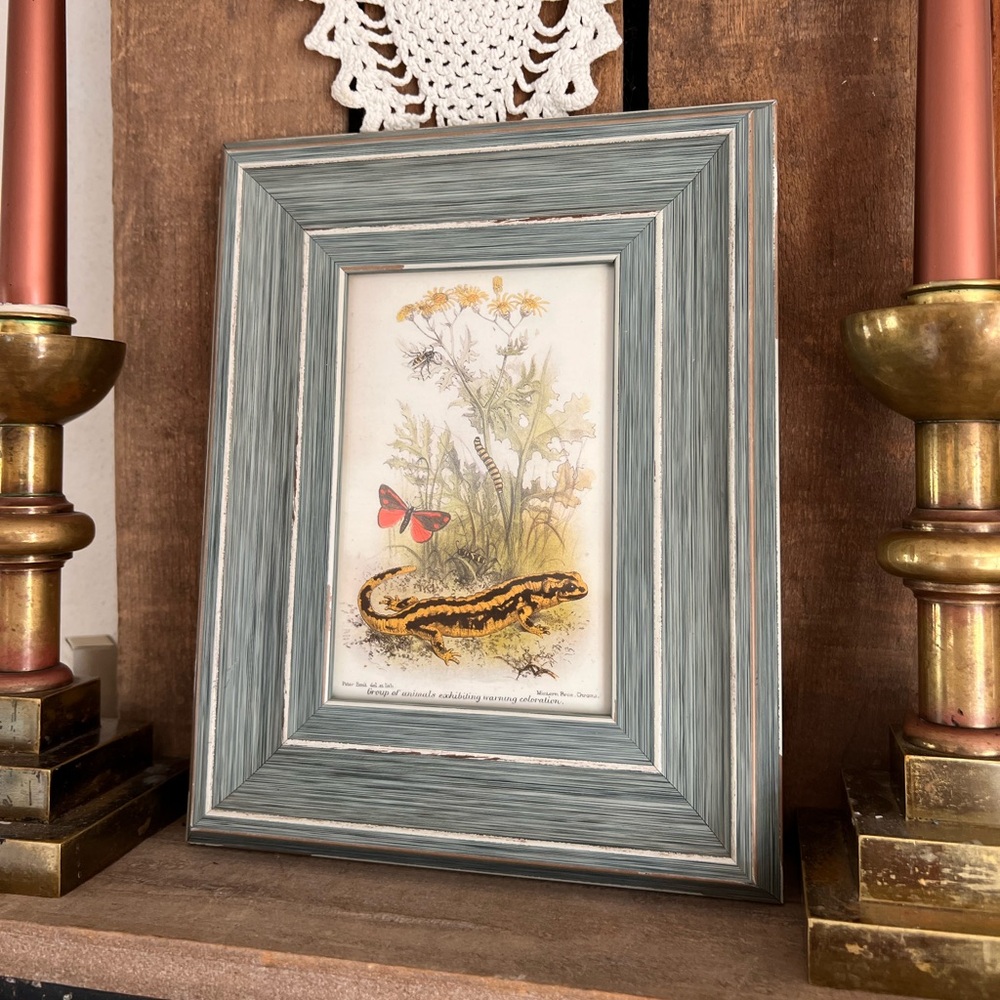 Vintage Framed Salamander Picture